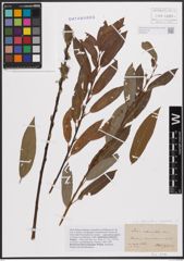 Foto von Salix daphnoides Vill. x Salix purpurea L.